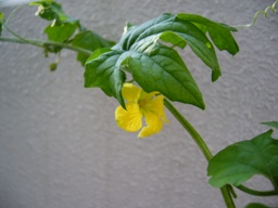 f0013029_20474167.jpg