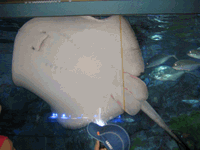 b0080033_0492130.gif