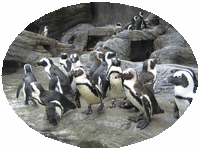 b0080033_16311.gif