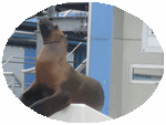 b0080033_195427.gif