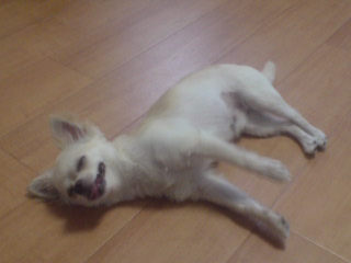 模範演技_c0099133_048535.jpg