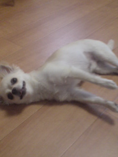 模範演技_c0099133_0494520.jpg