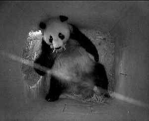 シェーンブルン動物園でパンダの赤ちゃん誕生！_b0094739_233768.jpg