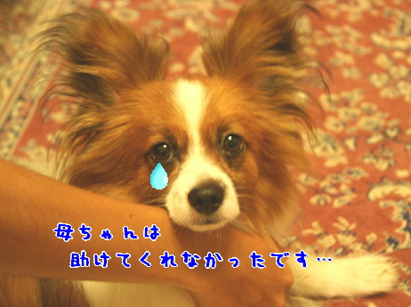 d0013149_0534167.jpg
