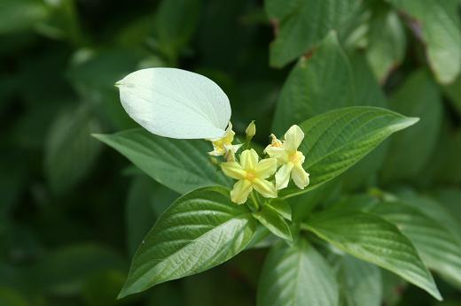 マレイシアの植物写真_d0096455_10123774.jpg