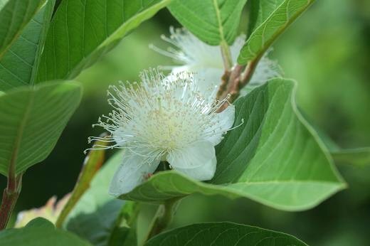 タイの植物 ４ 熱帯果物 えるだまの植物図鑑
