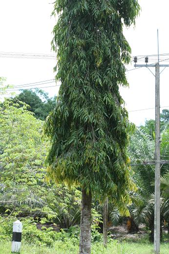 タイの植物（１）樹木_d0096455_2024233.jpg