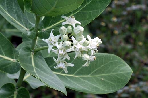 タイの植物（２）野草_d0096455_23425530.jpg