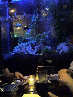 熱帯魚水槽のある居酒屋～潜り隊会合♪_d0056263_13304328.jpg