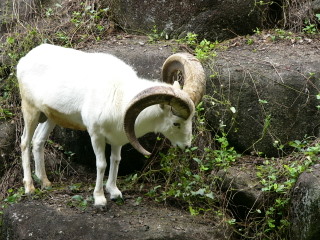 ドールシープ IN　東山動物園_e0116383_095242.jpg