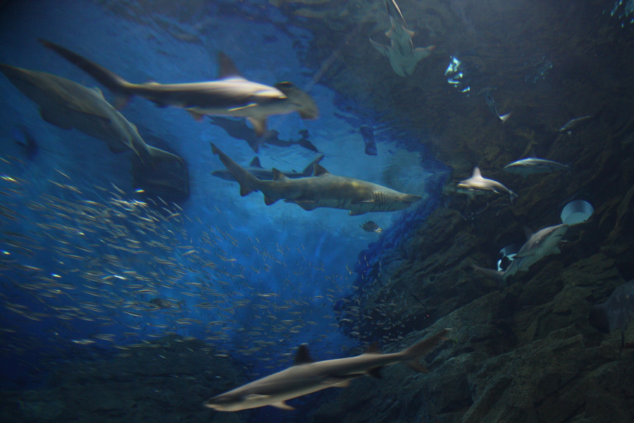 中年三銃士が行く水族館、お魚写真はほぼ全滅２_c0007190_2018430.jpg