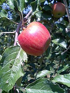 c0047814_1156139.jpg