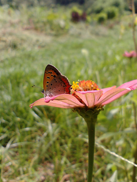 d0089024_1491046.jpg