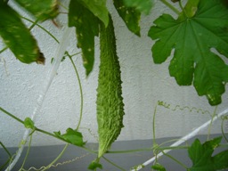 f0013029_17541672.jpg