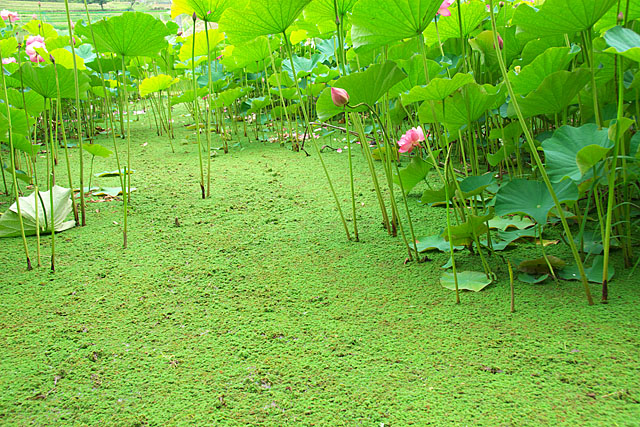 c0067040_21585388.jpg