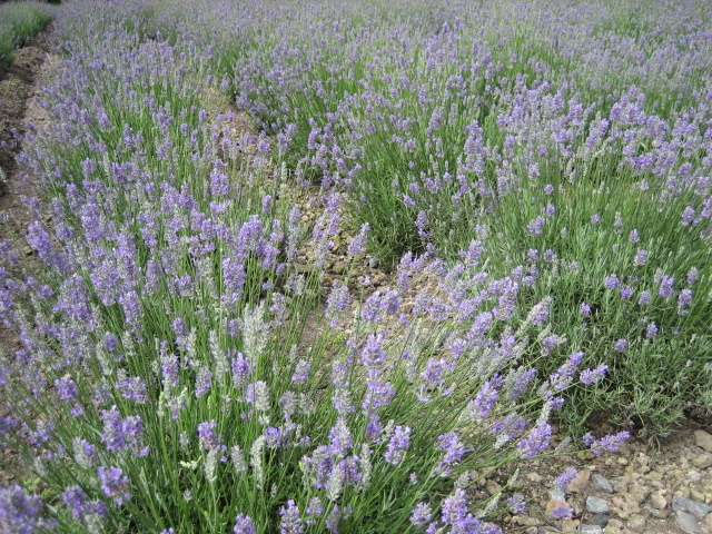 e0009547_21371350.jpg