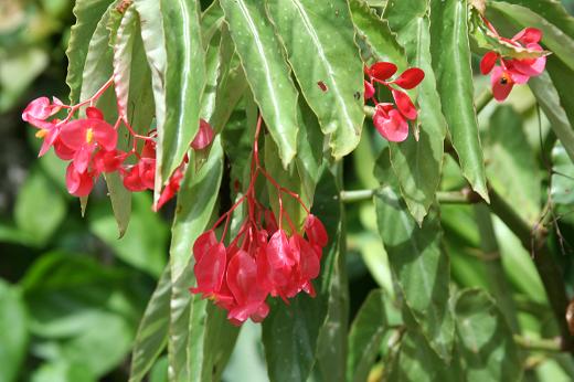 タイの植物（３）園芸種_d0096455_1193377.jpg