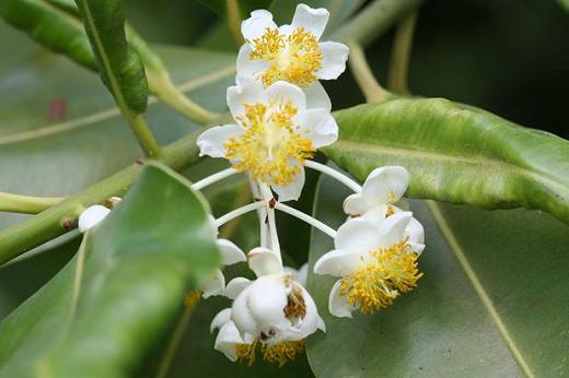 タイの植物（３）園芸種_d0096455_8265958.jpg