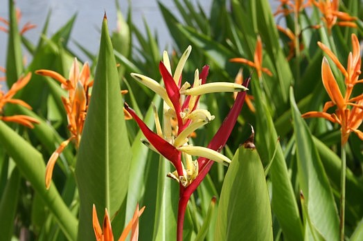 タイの植物（３）園芸種_d0096455_9395842.jpg