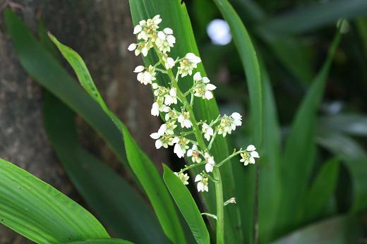 タイの植物（３）園芸種_d0096455_9504824.jpg