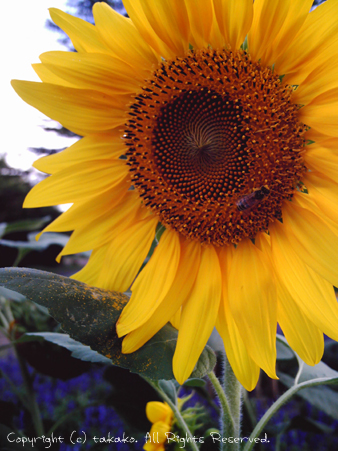 c0070460_1054191.jpg