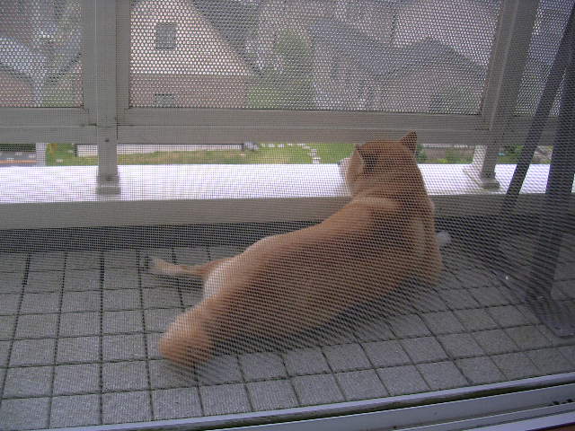 2007年8月25日(土)愛ちゃんのリトルオータム見~つけた!(ルー大柴風)_f0060461_12244128.jpg