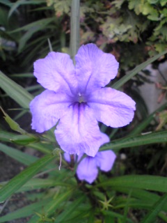 e0046477_1437647.jpg