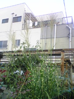 e0046477_14421912.jpg