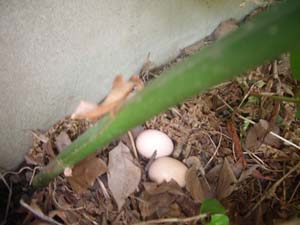 チャボの卵は、鶏よりも・・・_a0080406_2291470.jpg