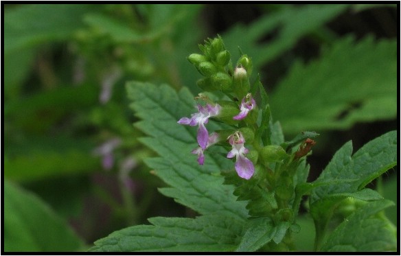 シソ科の植物 野草風薫