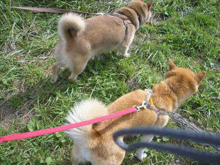 楽しいぞなもし 愛媛 霧の森 高原 番犬ハナとmix犬サクのおさんぽ毎日 楽しいぞなもし 愛媛 霧の森 高原 番犬ハナとmix犬サクのおさんぽ毎日