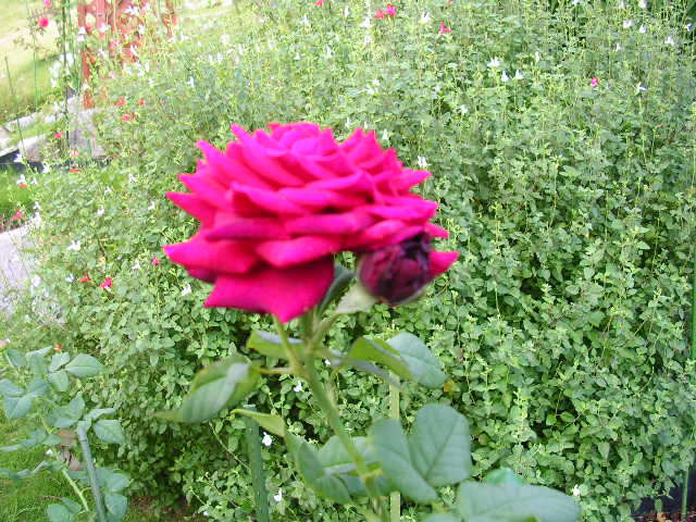 2007年8月26日(日)・・・今日も元気に田舎道!_f0060461_11252466.jpg