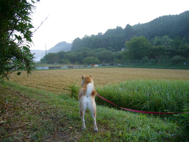 2007年8月26日(日)・・・今日も元気に田舎道!_f0060461_9581839.jpg