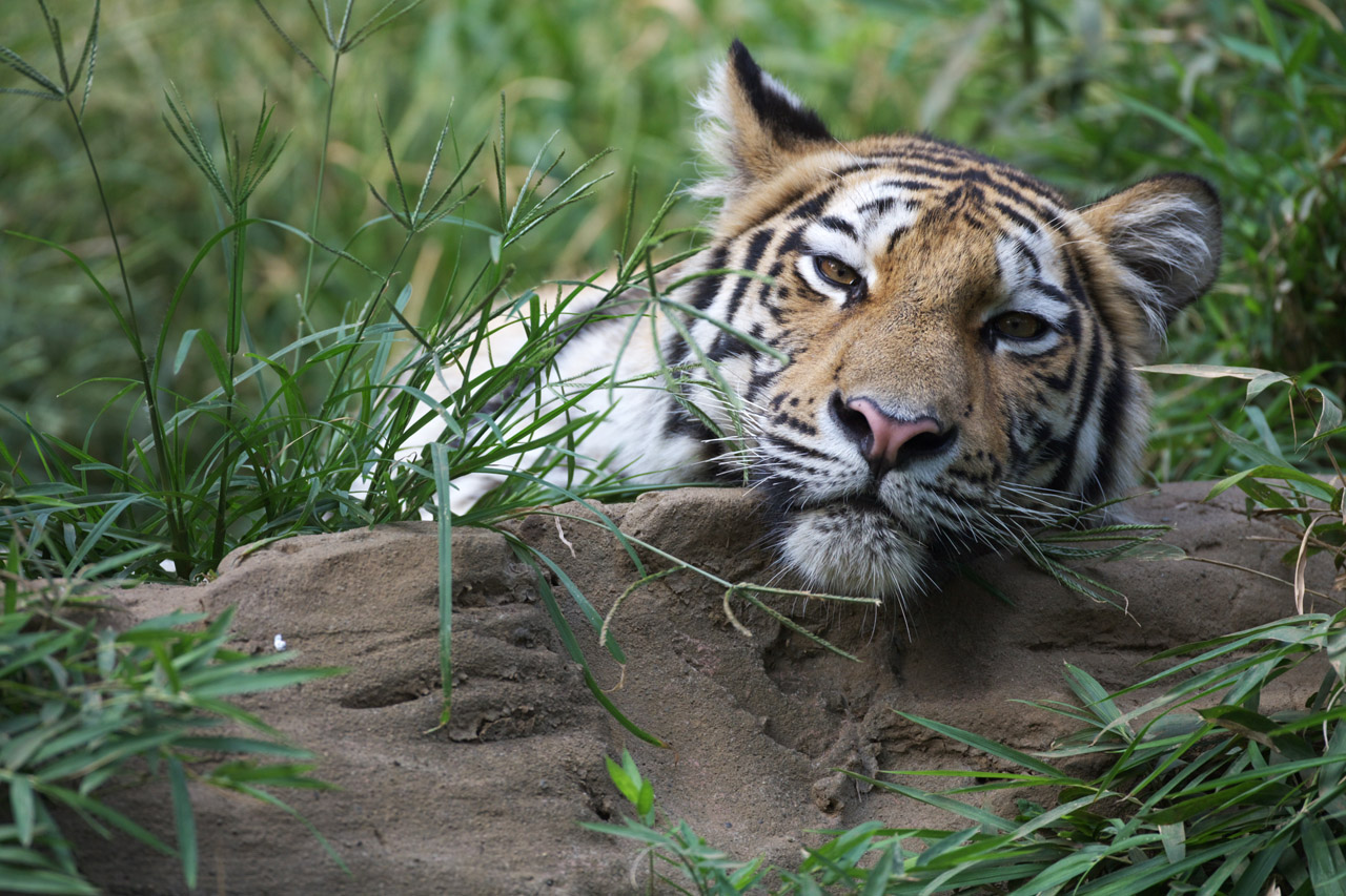 多摩動物公園112_e0060169_6365281.jpg