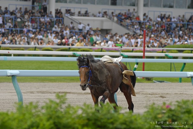 カラ馬 札幌競馬場その2 つる草が壁一面にはびこっている