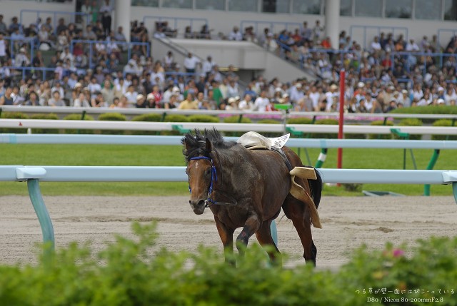 カラ馬　　札幌競馬場その2_a0062697_21114779.jpg