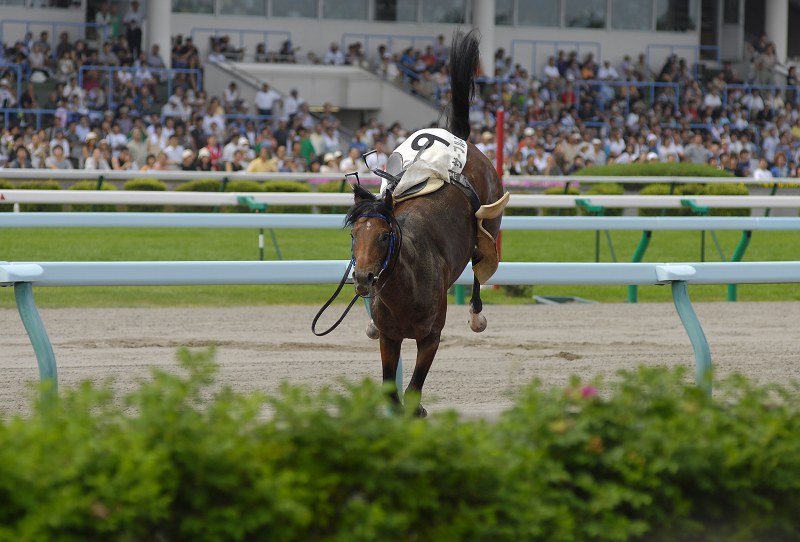 カラ馬　　札幌競馬場その2_a0062697_21433696.jpg