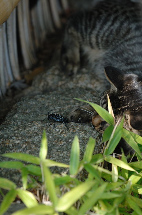 街角ニャンコ・子猫のおもちゃ♪_f0032011_21482347.jpg