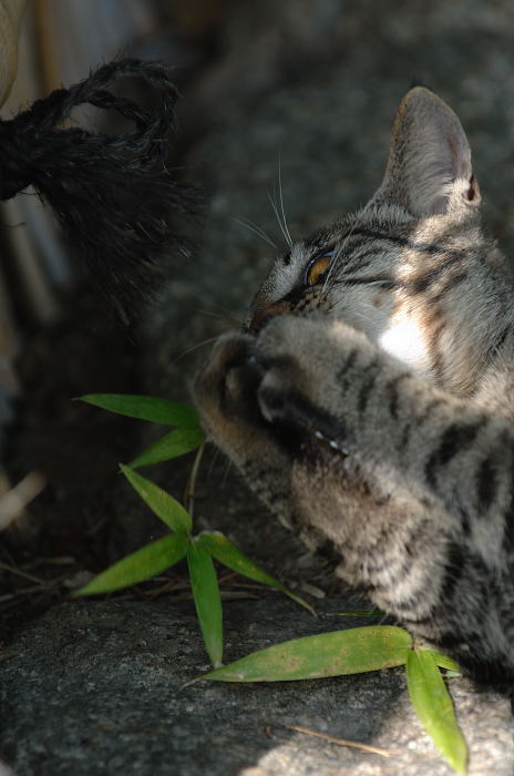 街角ニャンコ・子猫のおもちゃ♪_f0032011_2148339.jpg