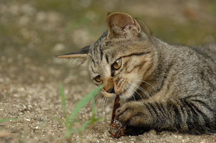 街角ニャンコ・子猫のおもちゃ♪_f0032011_21492721.jpg