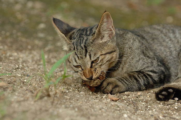 街角ニャンコ・子猫のおもちゃ♪_f0032011_21493426.jpg