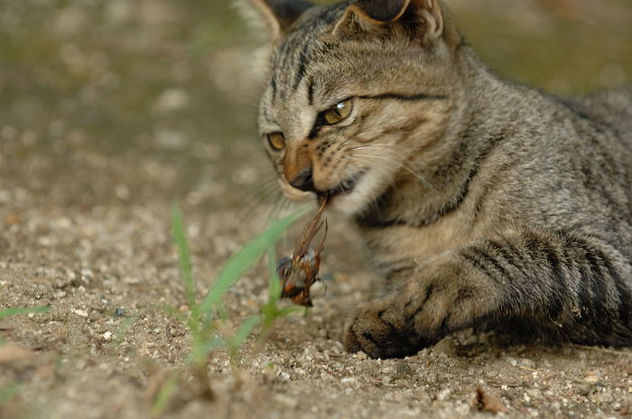 街角ニャンコ・子猫のおもちゃ♪_f0032011_21494273.jpg