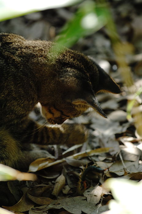 街角ニャンコ・子猫のおもちゃ♪_f0032011_21495052.jpg