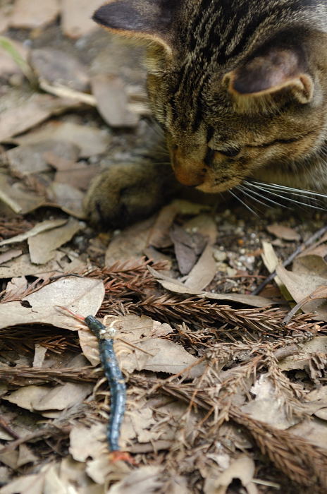 街角ニャンコ・子猫のおもちゃ♪_f0032011_21501835.jpg