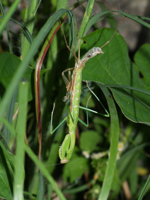 カマキリの脱皮_c0116915_2341965.jpg