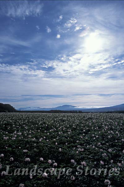 e0083559_1263773.jpg