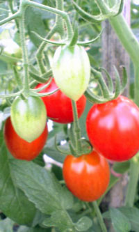 e0009862_14415164.jpg