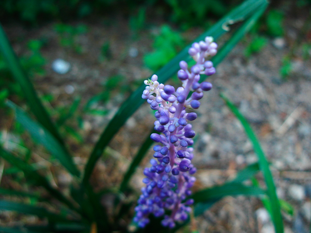 e0015567_18515452.jpg