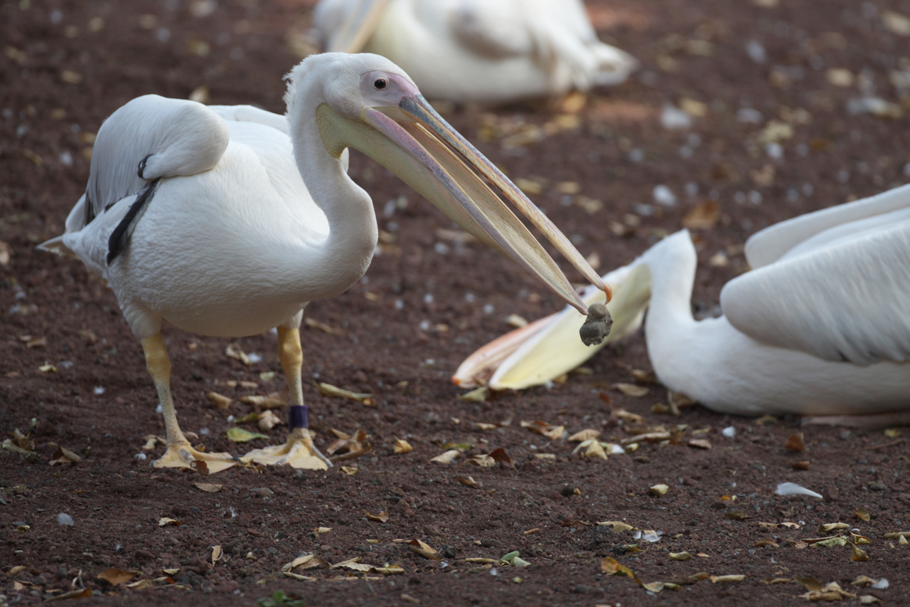 多摩動物公園113_e0060169_6461154.jpg