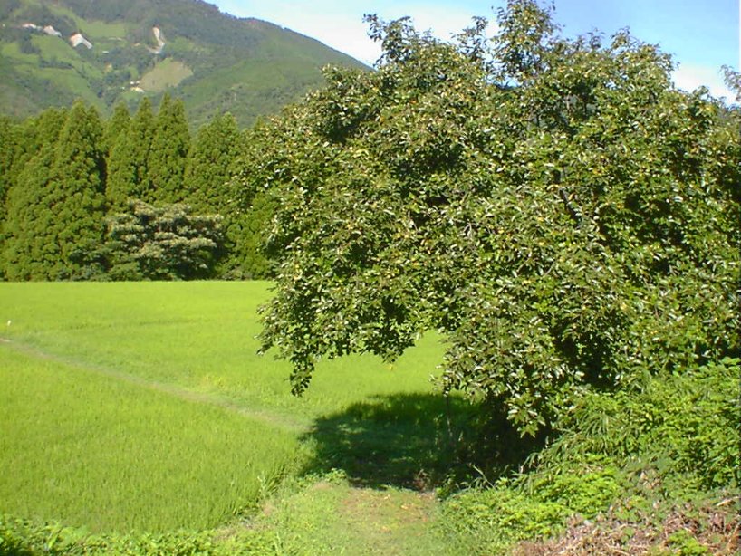 d0040076_18265443.jpg